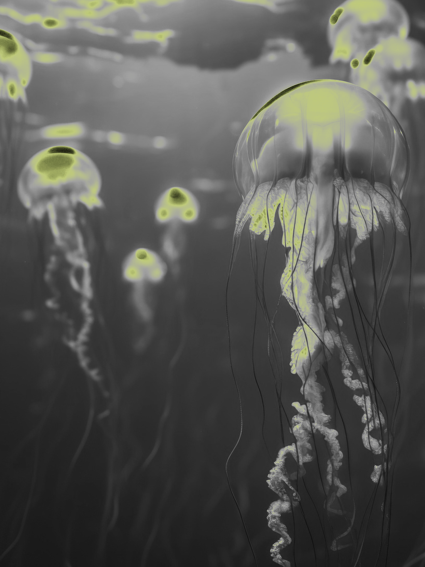 Méduses bioluminescentes